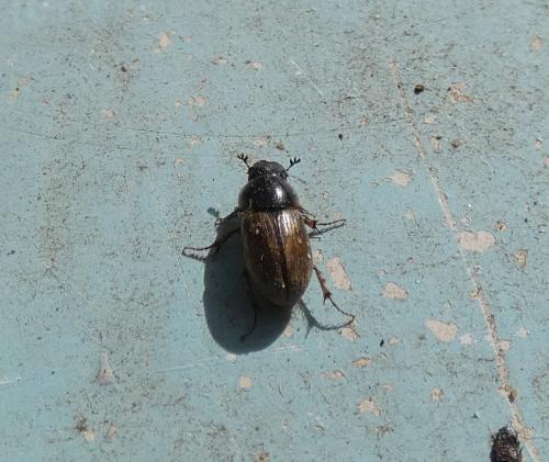 Réf. 276 370 : Melinopterus sp.